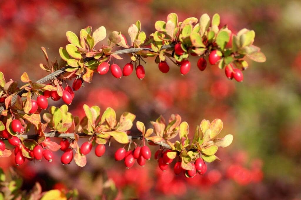 Berberine Use in cancer and side-effects 