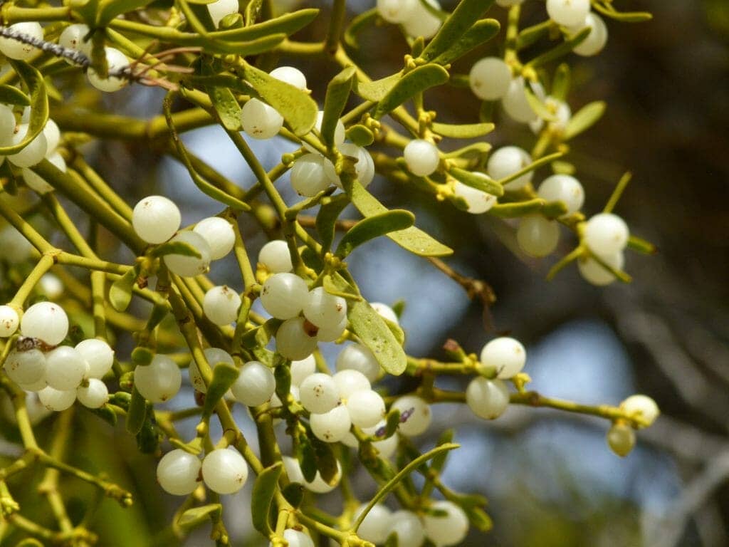 Mistletoe Use for Cancer treatment
