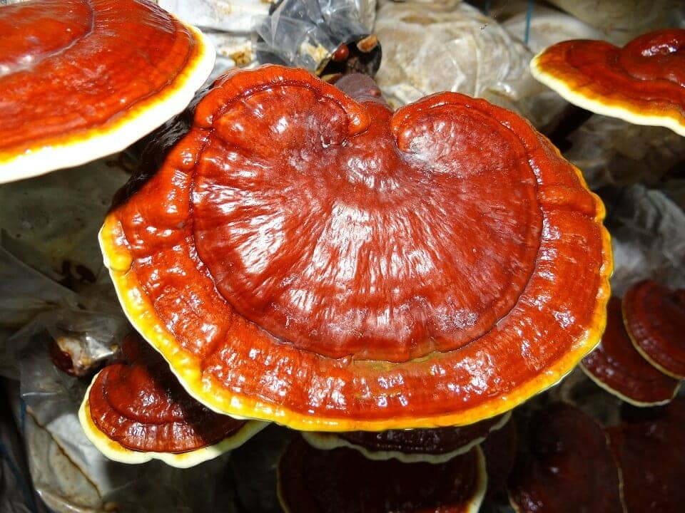 Turkey Tail, Ganoderma Lucidum, Maitake Mushrooms Treat Cancer