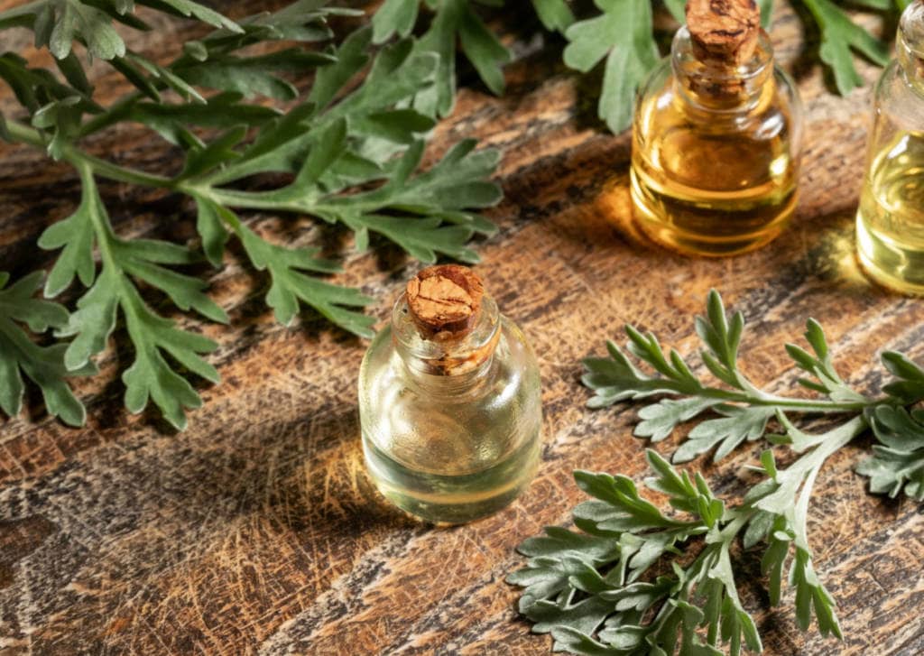 Artemisia annua, Artemisinin, Artesunate, sweet wormwood - efficacy, safety, dosage, benefits, side-effects in cancer