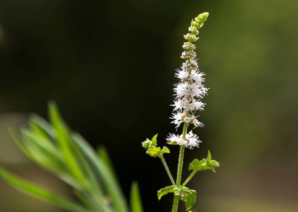 Benefits/Side-effects analysis of Black Cohosh use with Tamoxifen treated Breast Cancer