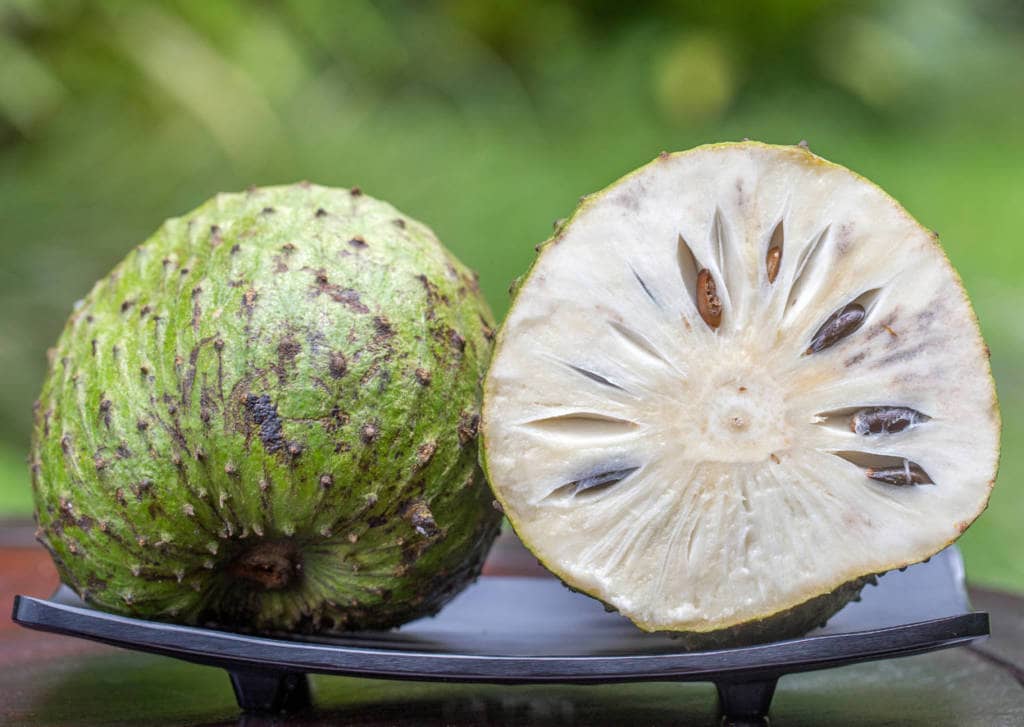 Graviola/Soursop for Cancer Cure, benefits, side-effects