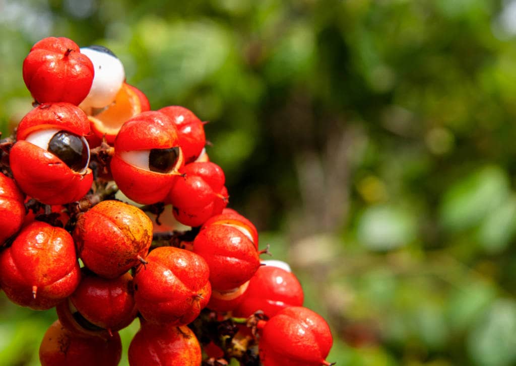 guarana fruit, seeds, extract containing caffeine- health benefits, side-effects and use in cancer