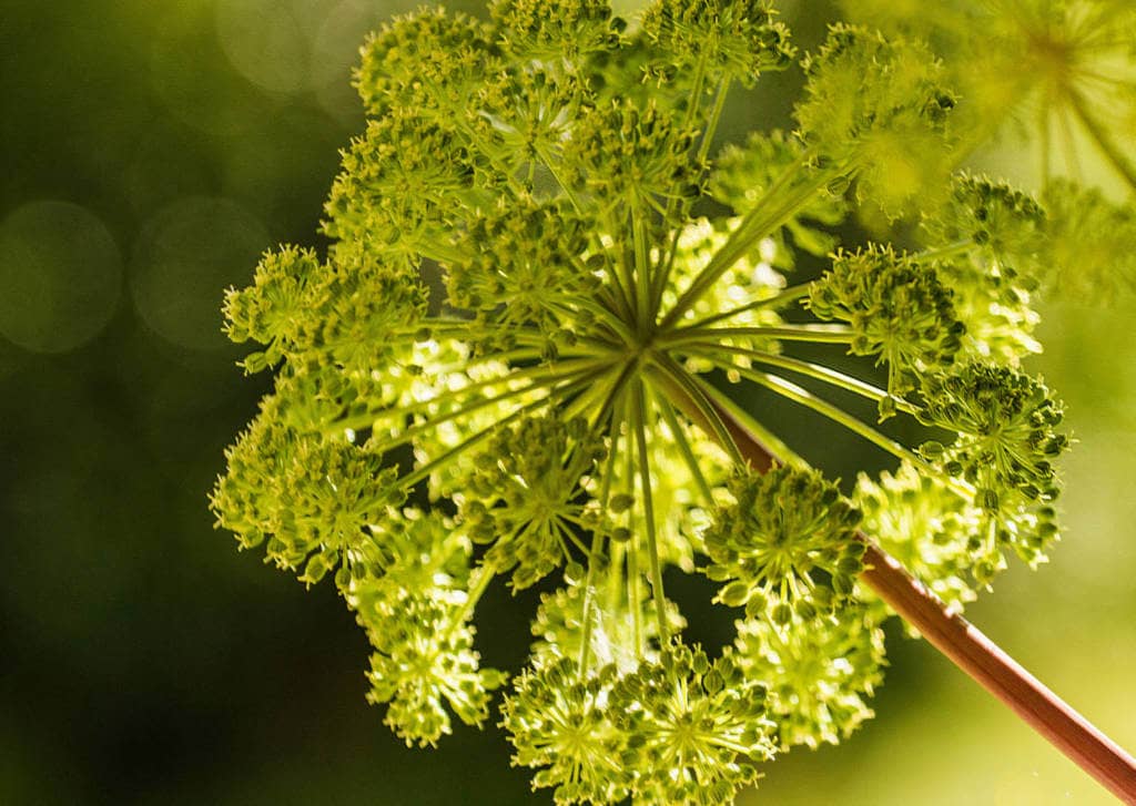 Angelica Supplements for Cancer Treatment and genetic Risk
