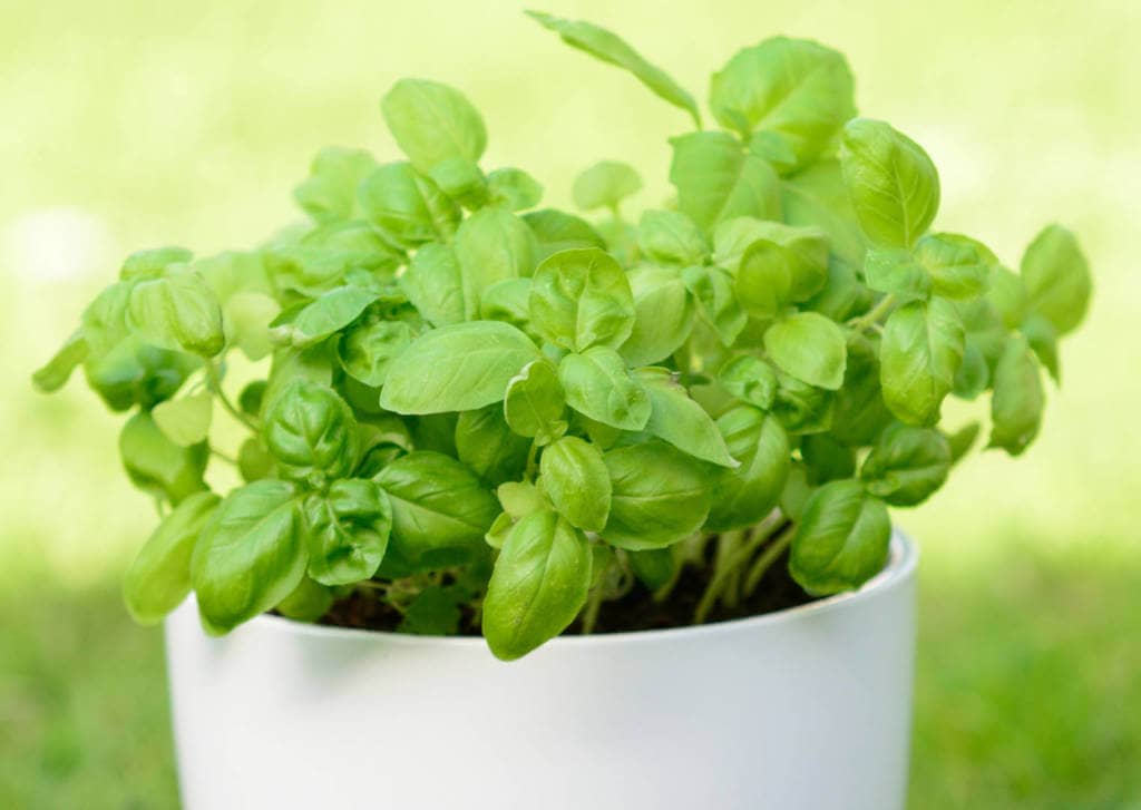 Basil Supplements for Cancer Treatment and genetic Risk