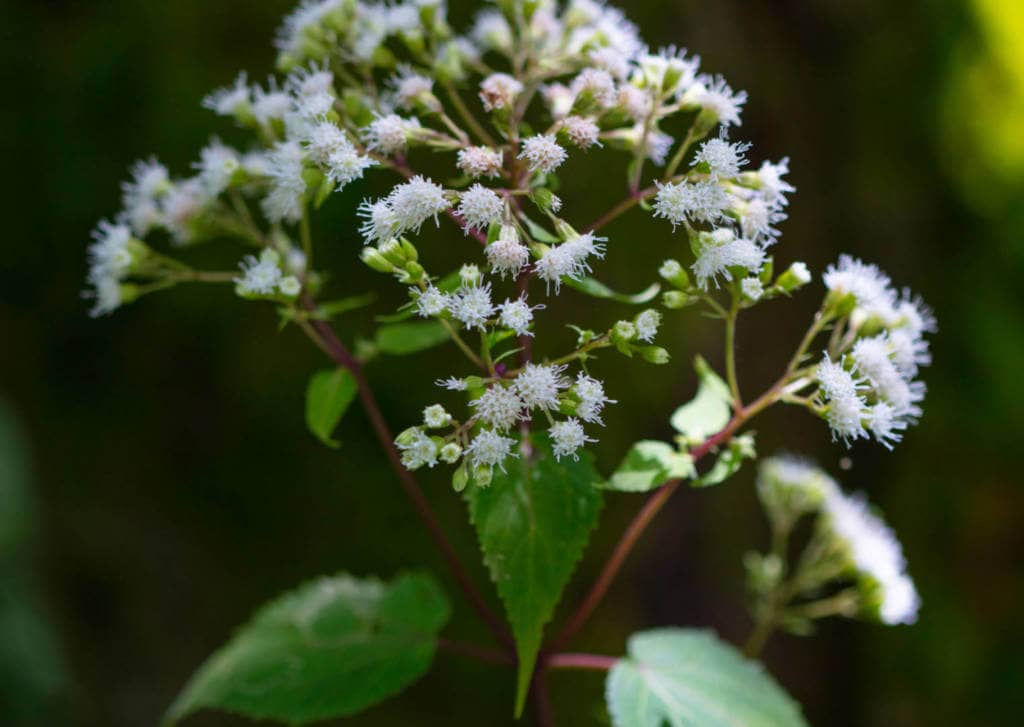 Boneset Supplements for Cancer Treatment and genetic Risk