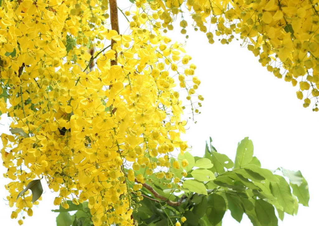 Cassia Fistula Supplements for Cancer Treatment and genetic Risk