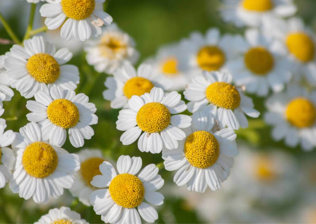 Feverfew Supplements for Cancer Treatment and genetic Risk