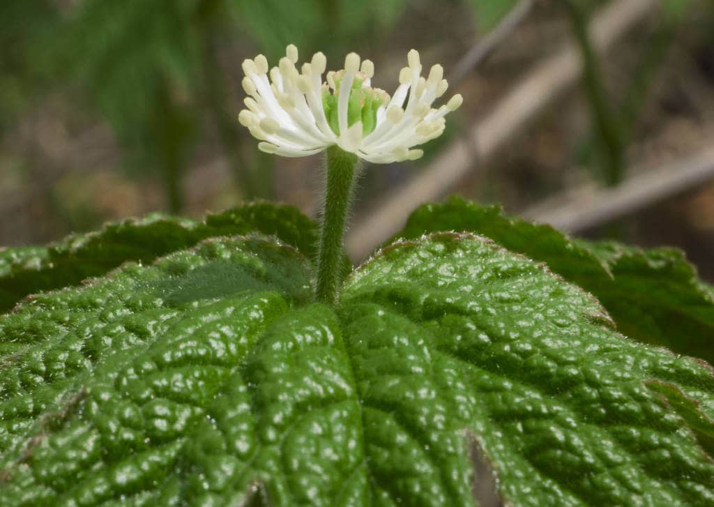 Goldenseal  Supplements for Cancer Treatment and genetic Risk