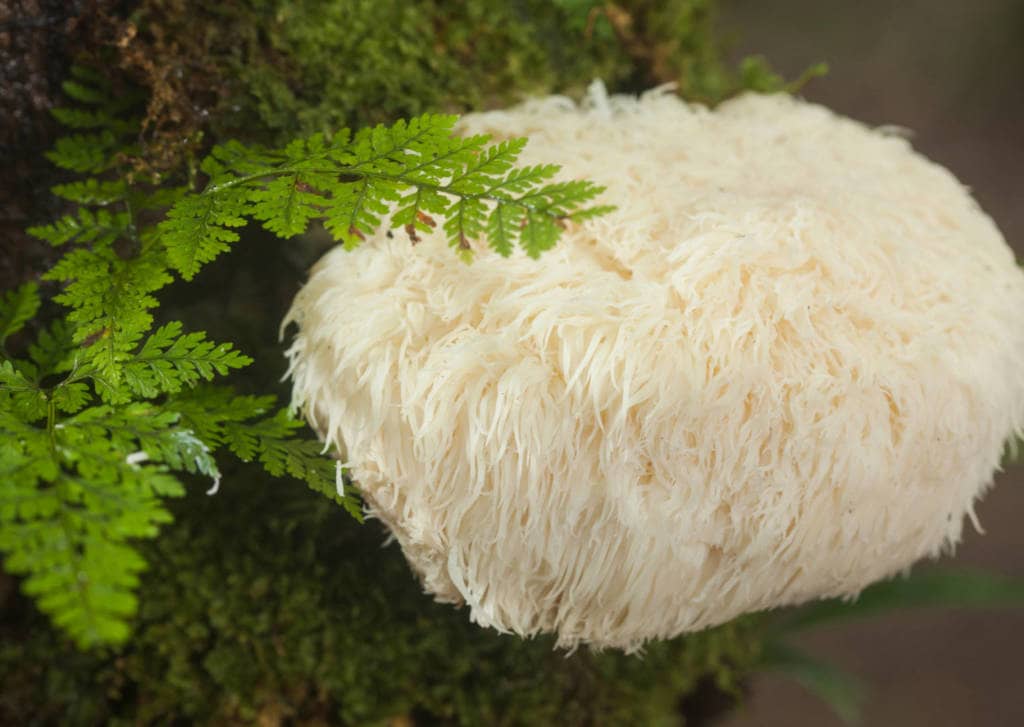 Lion's Mane Mushroom Supplement benefits - Treatment in cancer patients and those at genetic Risk