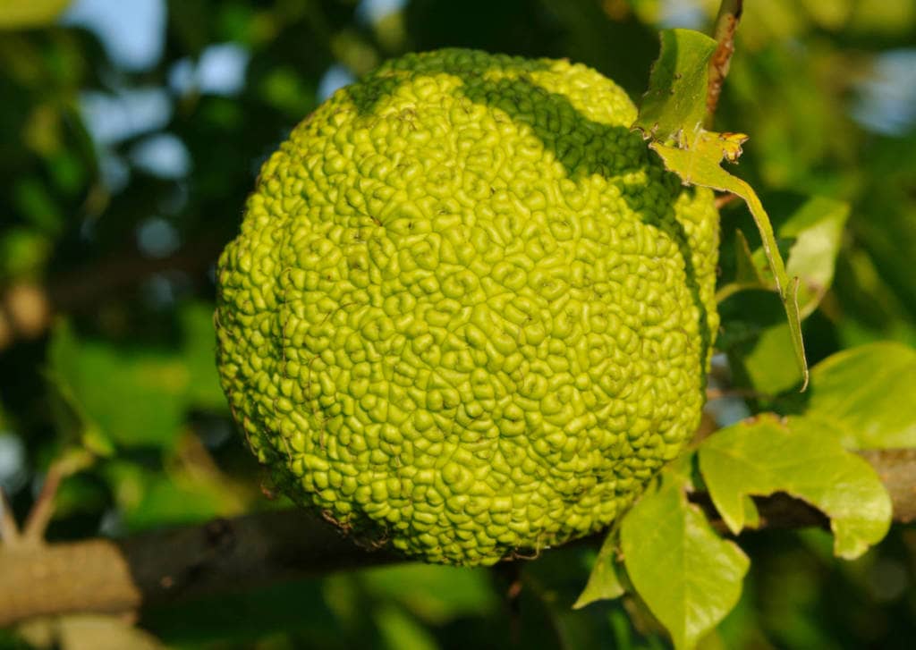 Maclura pomifera Supplements for Cancer Treatment and genetic Risk