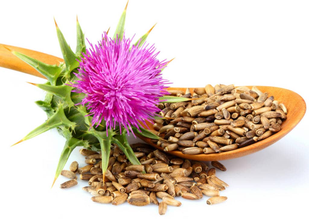 Milk Thistle Supplements for Cancer Treatment and genetic Risk