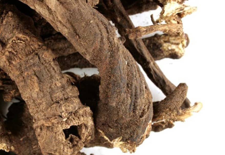Osha Root Supplements for Cancer Treatment and genetic Risk