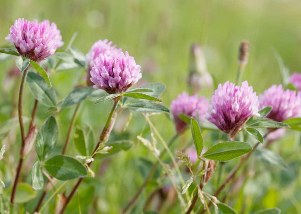 Red Clover Supplements for Cancer Treatment and genetic Risk