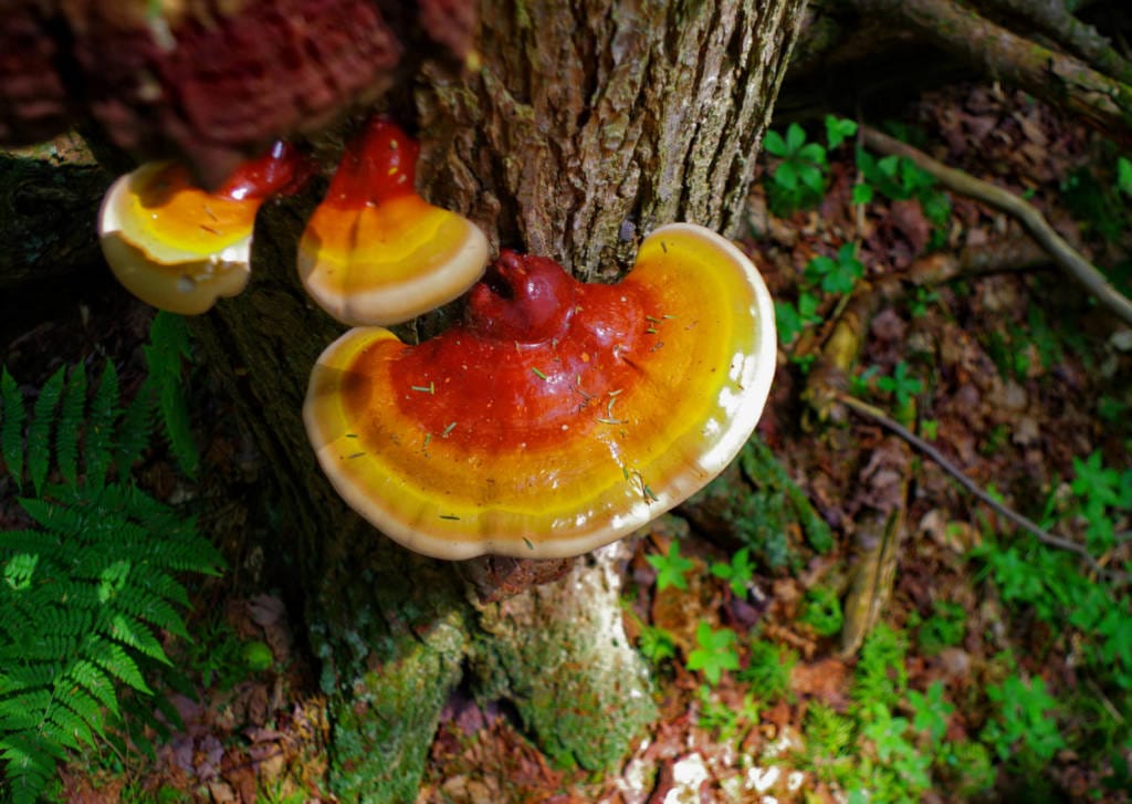 Reishi Mushroom Supplements for Cancer Treatment and genetic Risk