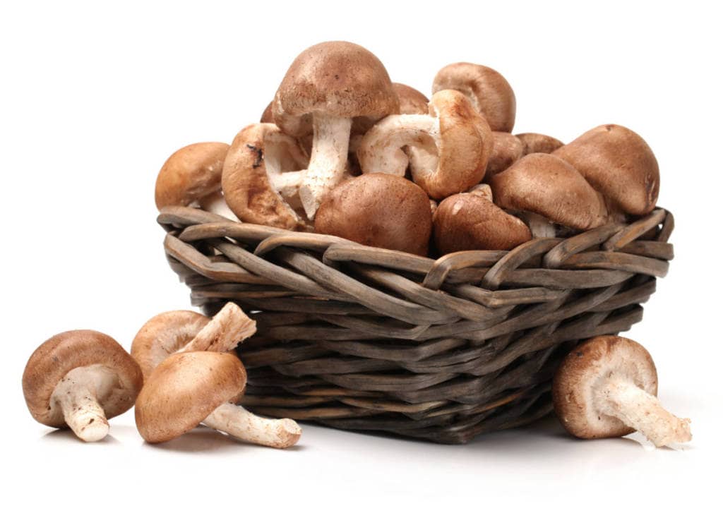 Shiitake Mushroom Supplements for Cancer Treatment and genetic Risk