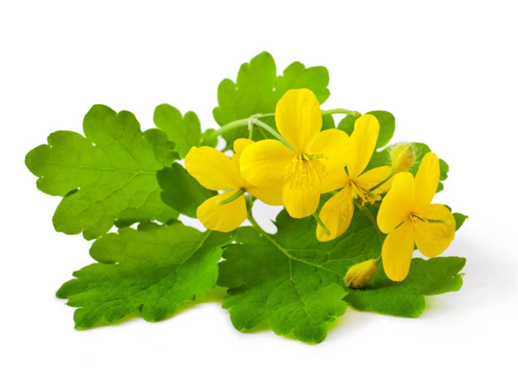 Celandine Supplements for Cancer Treatment and Genetic Risk