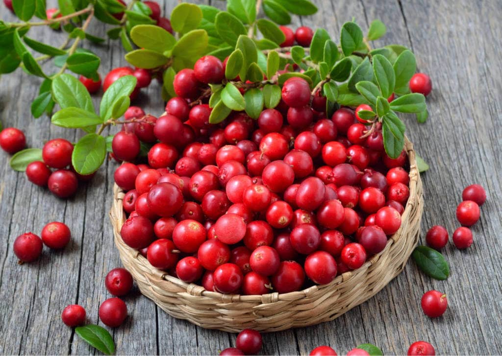 Lingonberry Supplements for Cancer Treatment and Genetic Risk