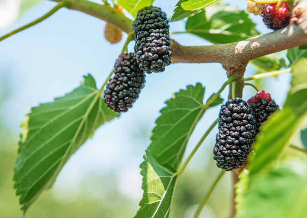Mulberry Supplements for Cancer Treatment and Genetic Risk