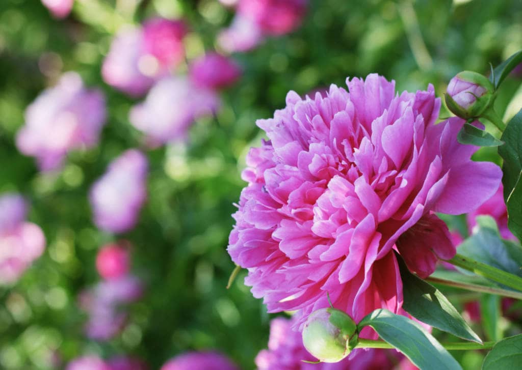 Peony Supplements for Cancer Treatment and Genetic Risk