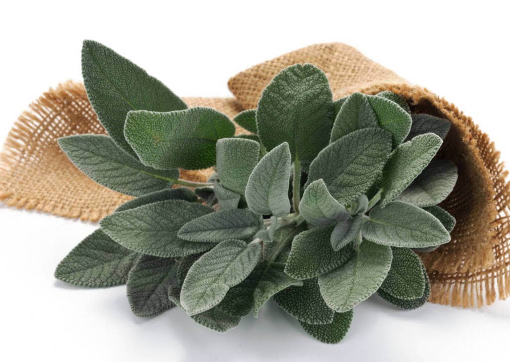 Sage Supplements for Cancer Treatment and Genetic Risk
