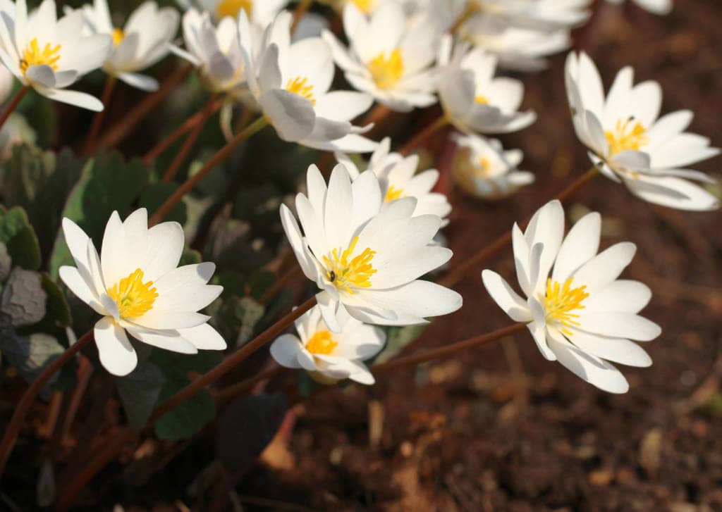 Bloodroot Supplements for Cancer Treatment and Genetic Risk