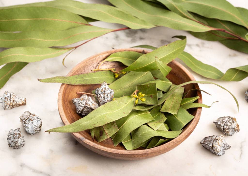 Eucalyptus Supplements for Cancer Treatment and Genetic Risk