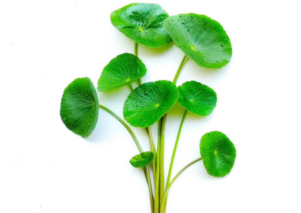 Gotu Kola Supplements for Cancer Treatment and Genetic Risk