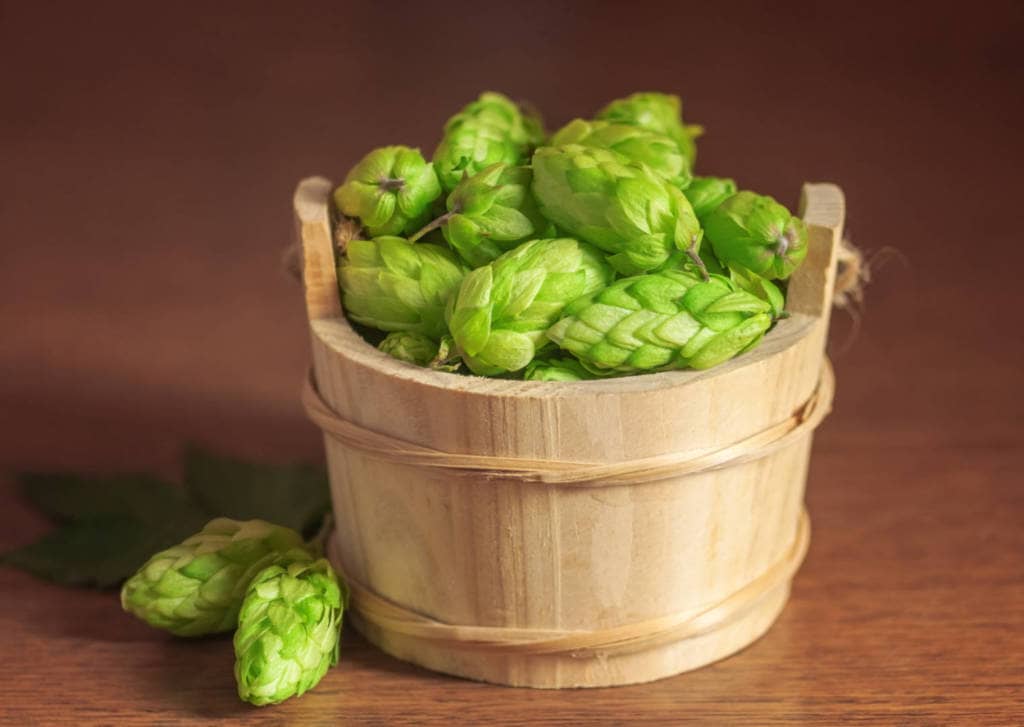 Hops Supplements for Cancer Treatment and Genetic Risk