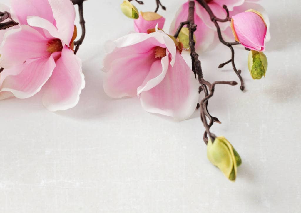Magnolia Supplements for Cancer Treatment and Genetic Risk