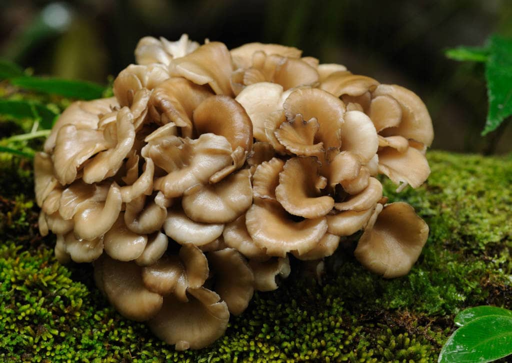 Maitake Mushroom Supplements for Cancer Treatment and Genetic Risk