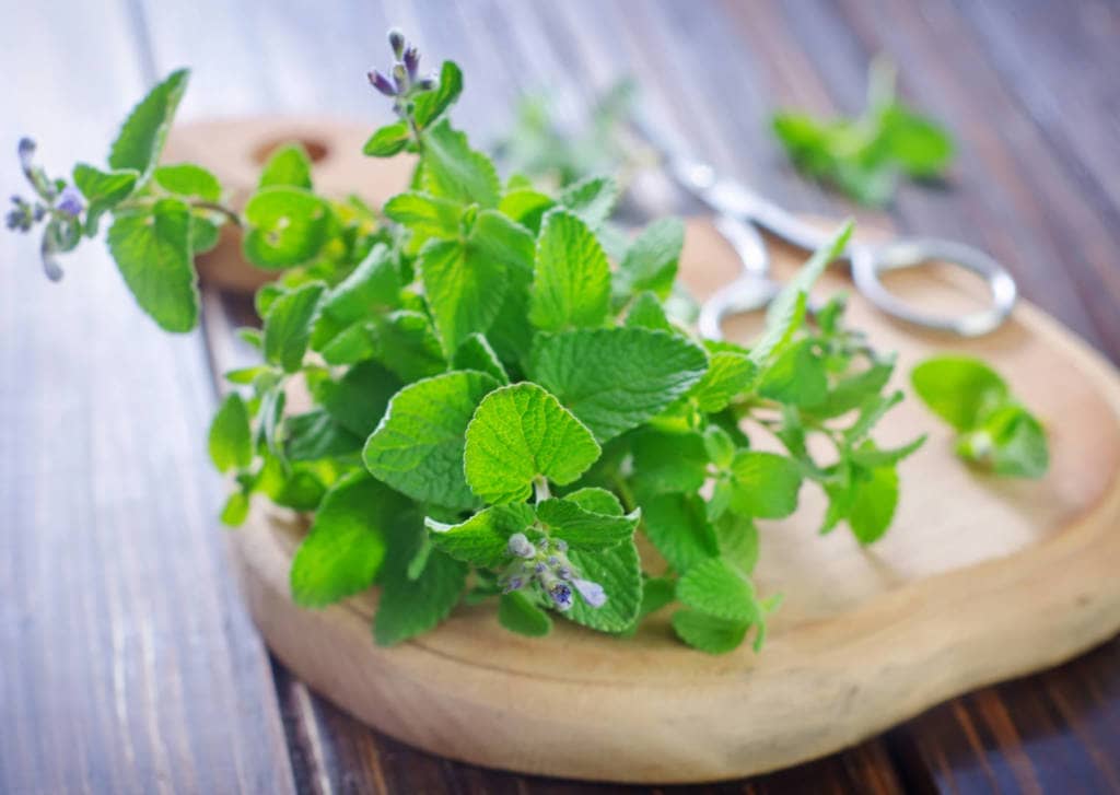 Mint Supplements for Cancer Treatment and Genetic Risk