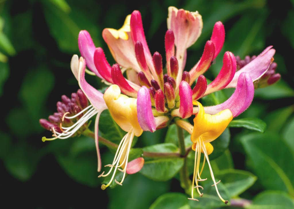 Honeysuckle Supplements for Cancer Treatment and Genetic Risk