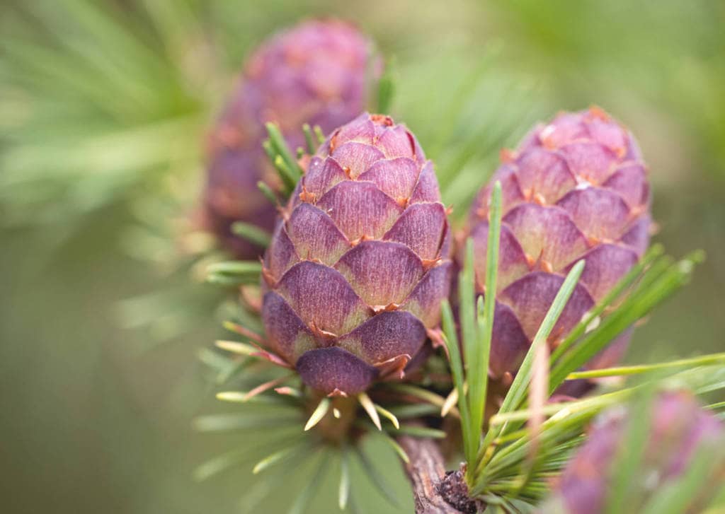 Larch Supplements for Cancer Treatment and Genetic Risk