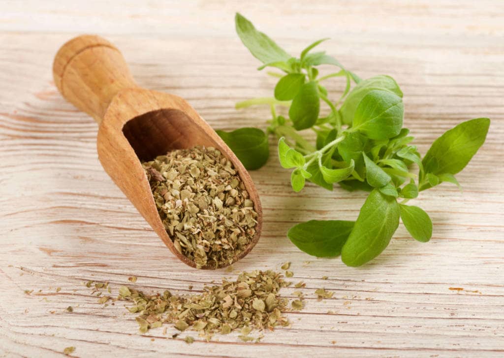 Oregano Supplements for Cancer Treatment and Genetic Risk