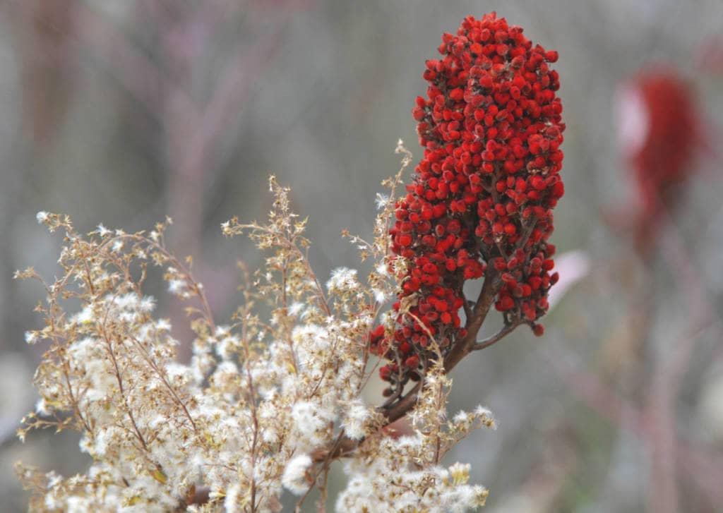 Sumac Supplements for Cancer Treatment and Genetic Risk