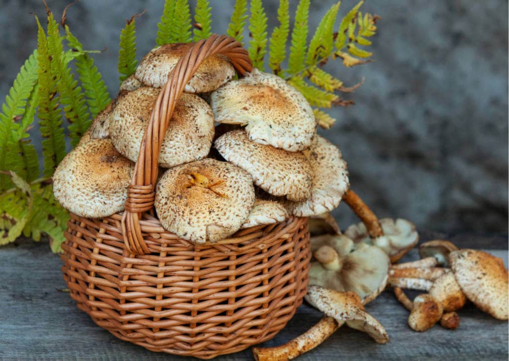 Agaricus Mushroom Supplements for Cancer Treatment and Genetic Risk