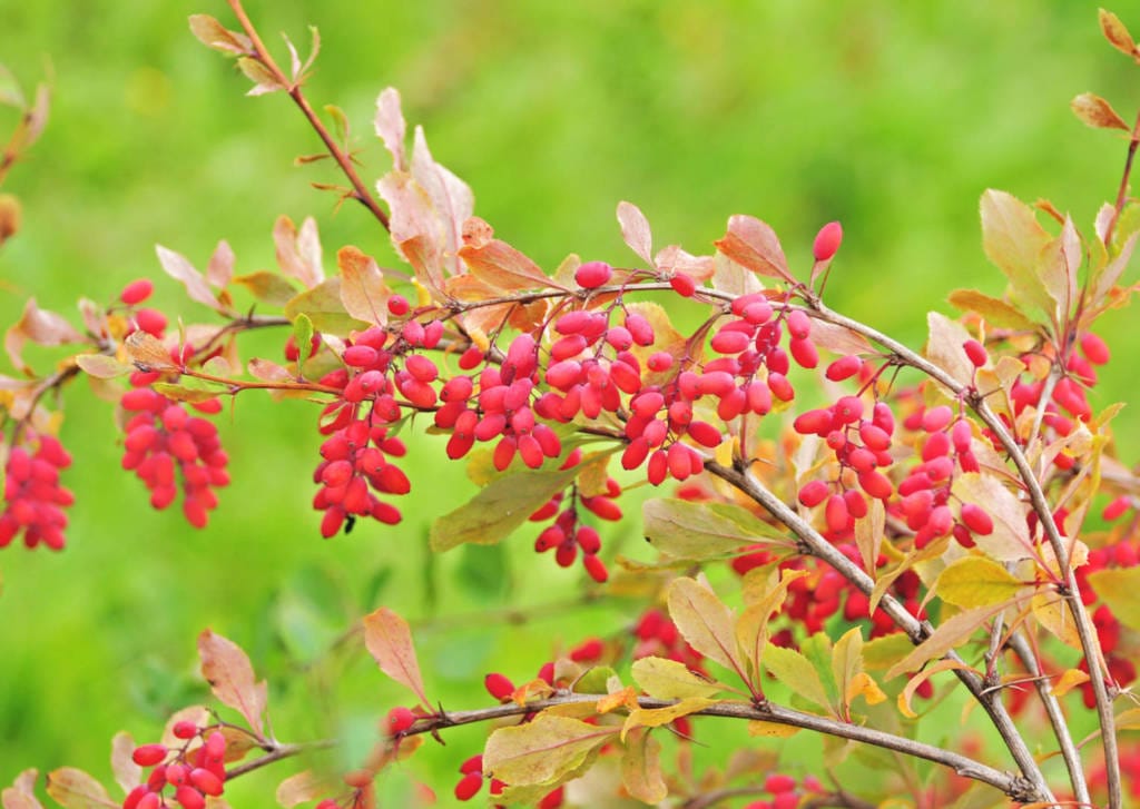 Barberry Supplements for Cancer Treatment and Genetic Risk