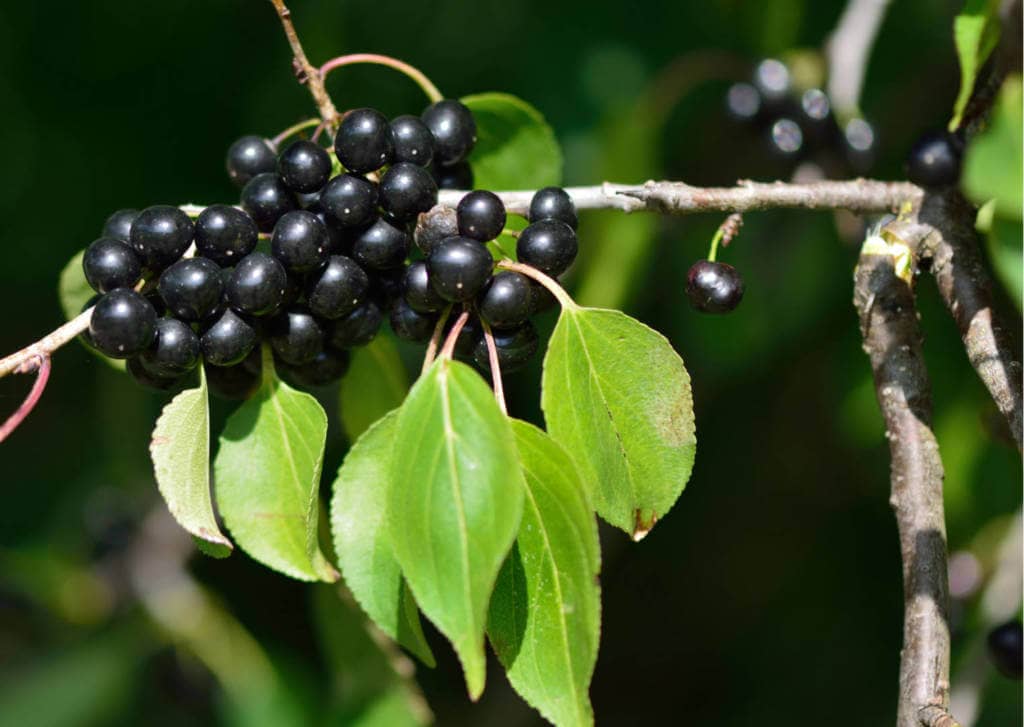 Buckthorn Supplements for Cancer Treatment and genetic Risk