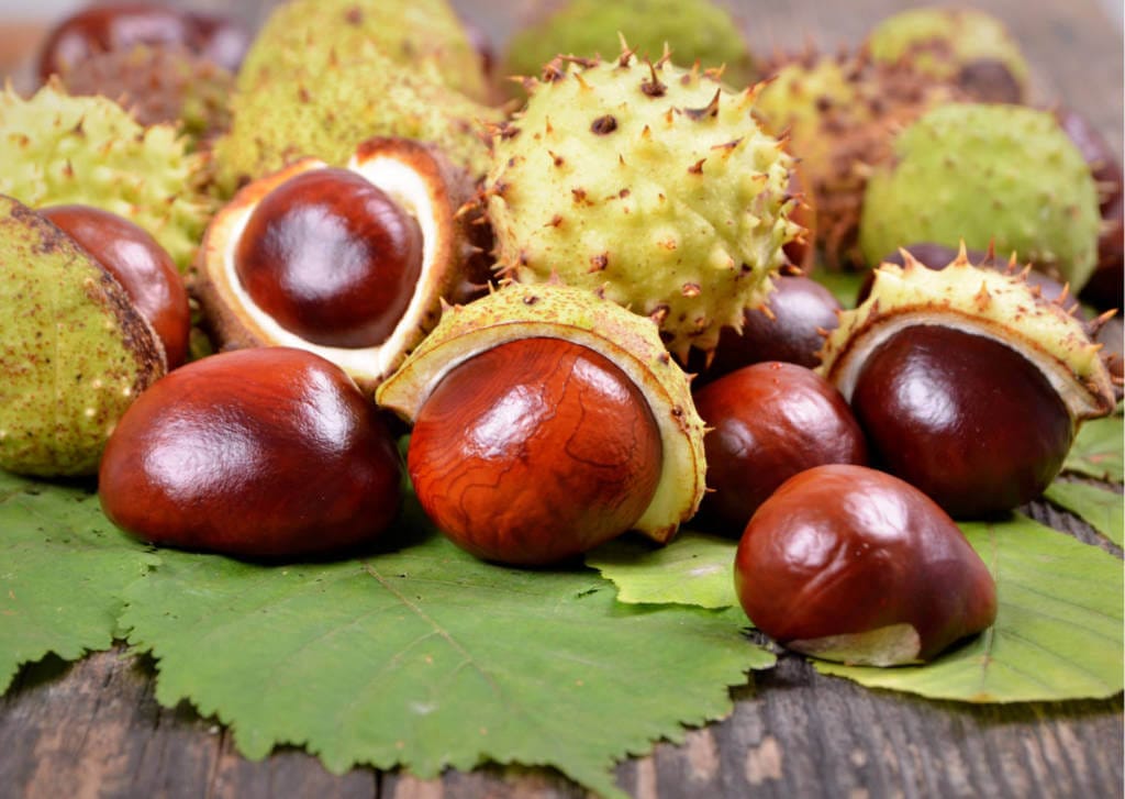 Horse Chestnut Supplements for Cancer Treatment and genetic Risk