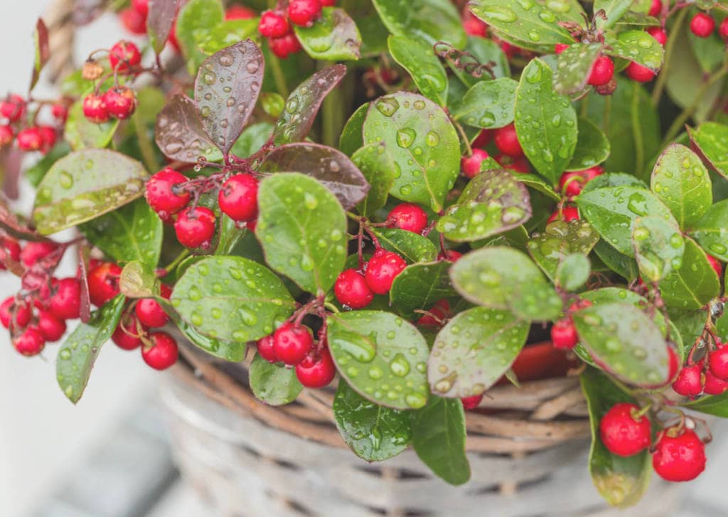 Wintergreen Supplements for Cancer Treatment and Genetic Risk