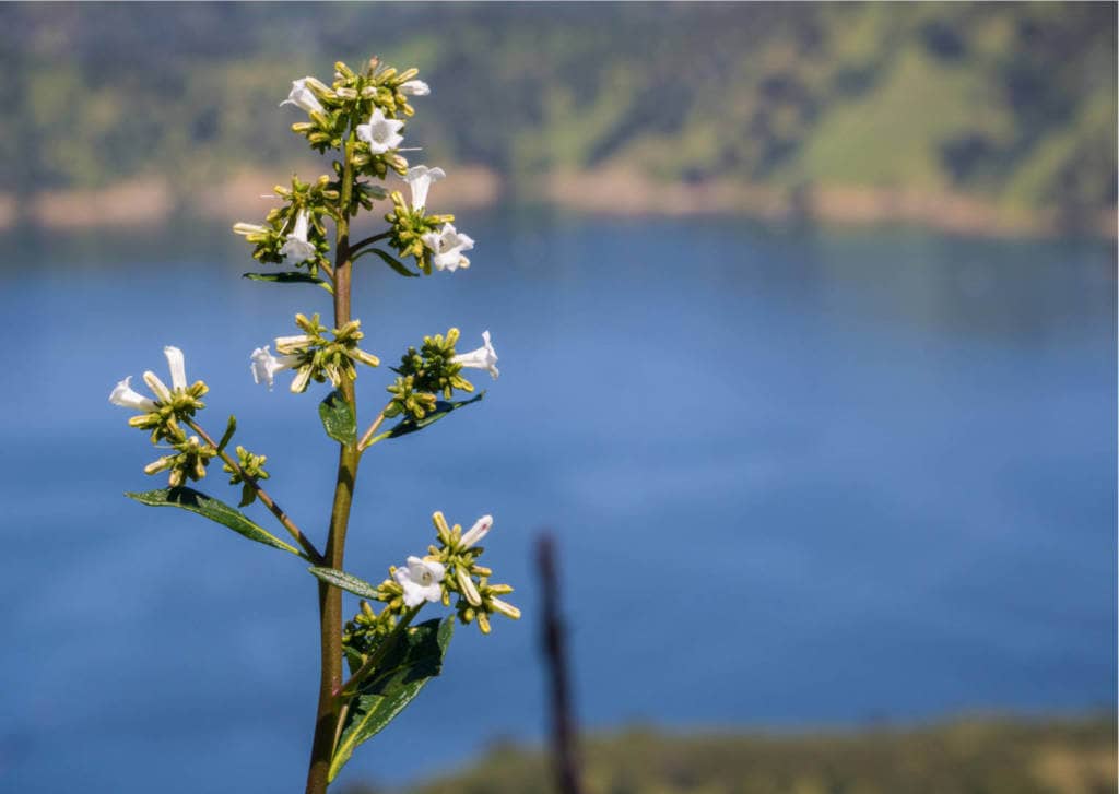 Yerba Santa Supplements for Cancer Treatment and Genetic Risk