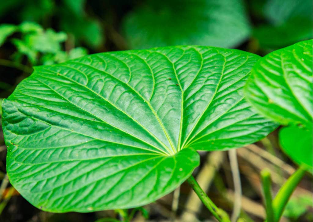 Kava Supplements for Cancer Treatment and Genetic Risk