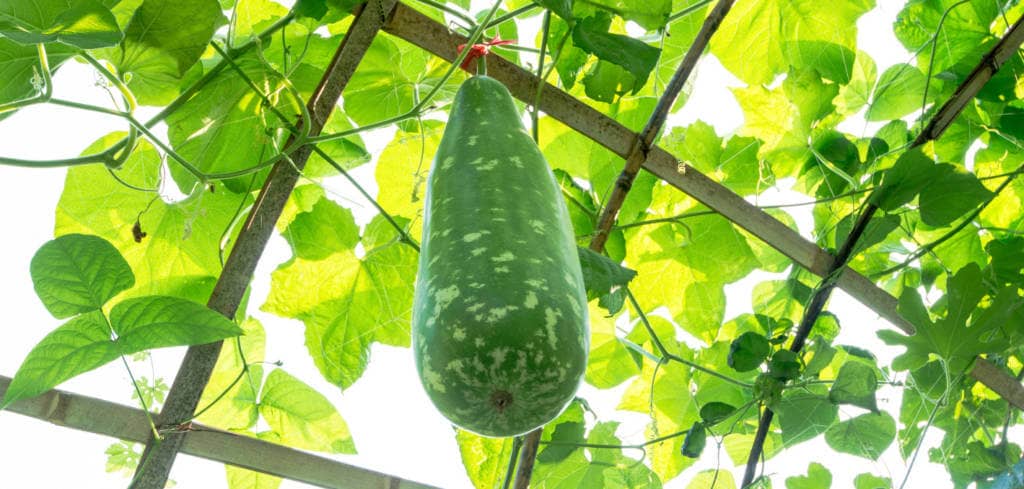 Wax gourd for Mycosis fungoides taking Romidepsin treatment and wax gourd for Myeloproliferative Neoplasms along with Cyclophosphamide treatment