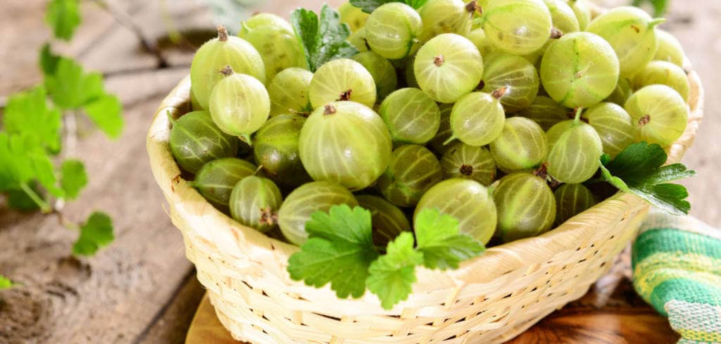 Gooseberry for Rosai-Dorfman disease taking Cladribine Gooseberry for Testicular Germ Cell Tumors with Ifosfamide treatment