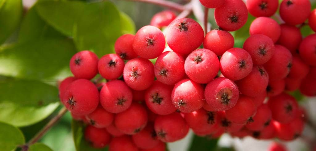 Rowanberry for Cervical Squamous Cell Carcinoma and Bevacizumab treatment