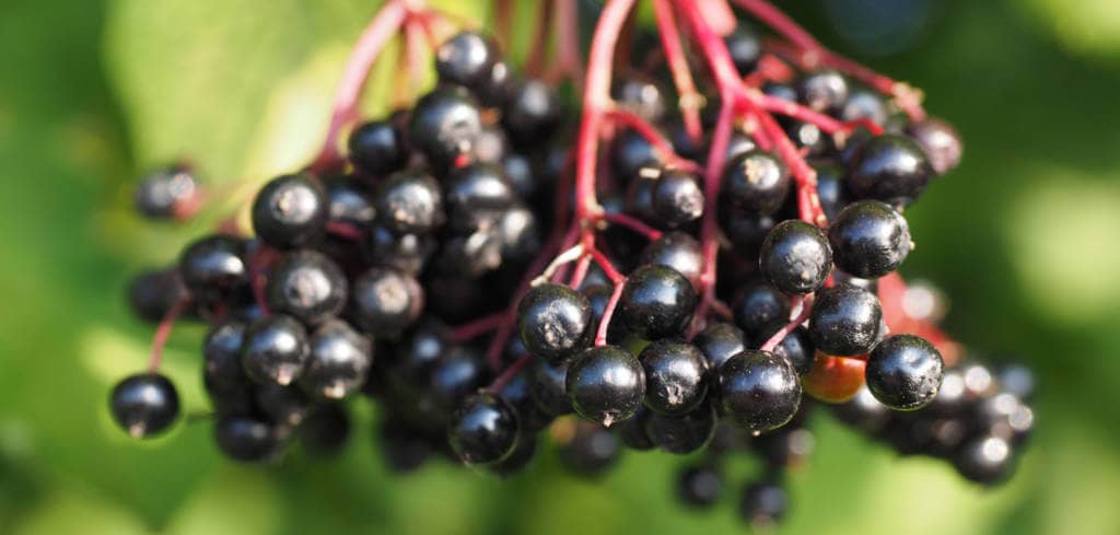 Elderberry for Mycosis fungoides taking Romidepsin Elderberry for Ameloblastoma with Radiation treatment
