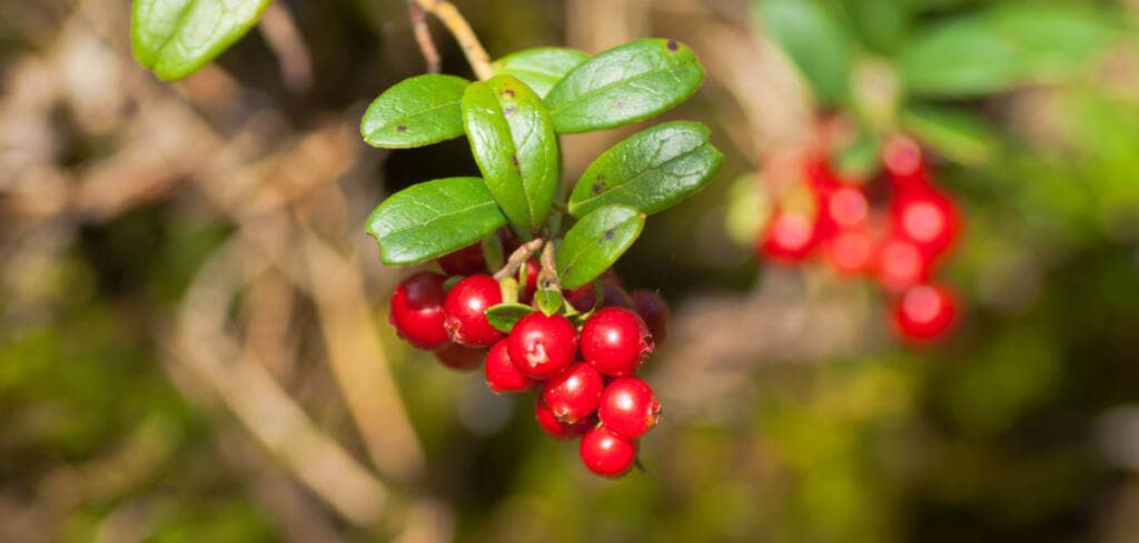 Lingonberry supplement benefits for cancer patients