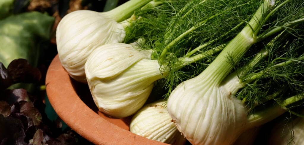 Fennel supplement benefits for cancer patients