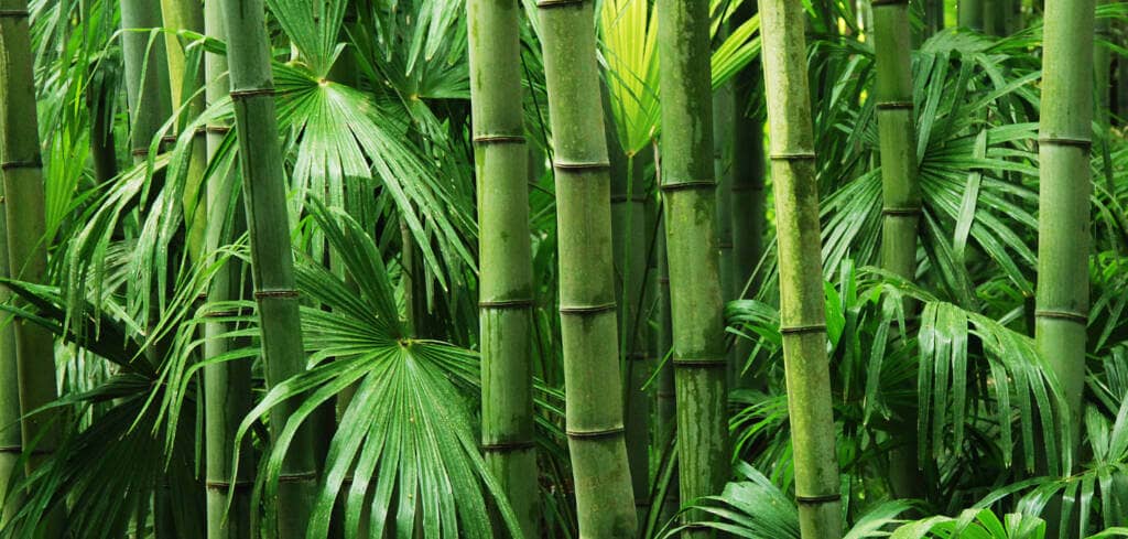 Bamboo supplement benefits for cancer patients